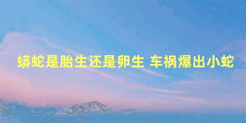 蟒蛇是胎生还是卵生 车祸爆出小蛇